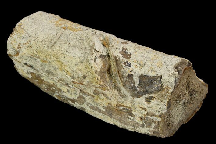 Fossil Triceratops Bone Fragment - North Dakota #117271